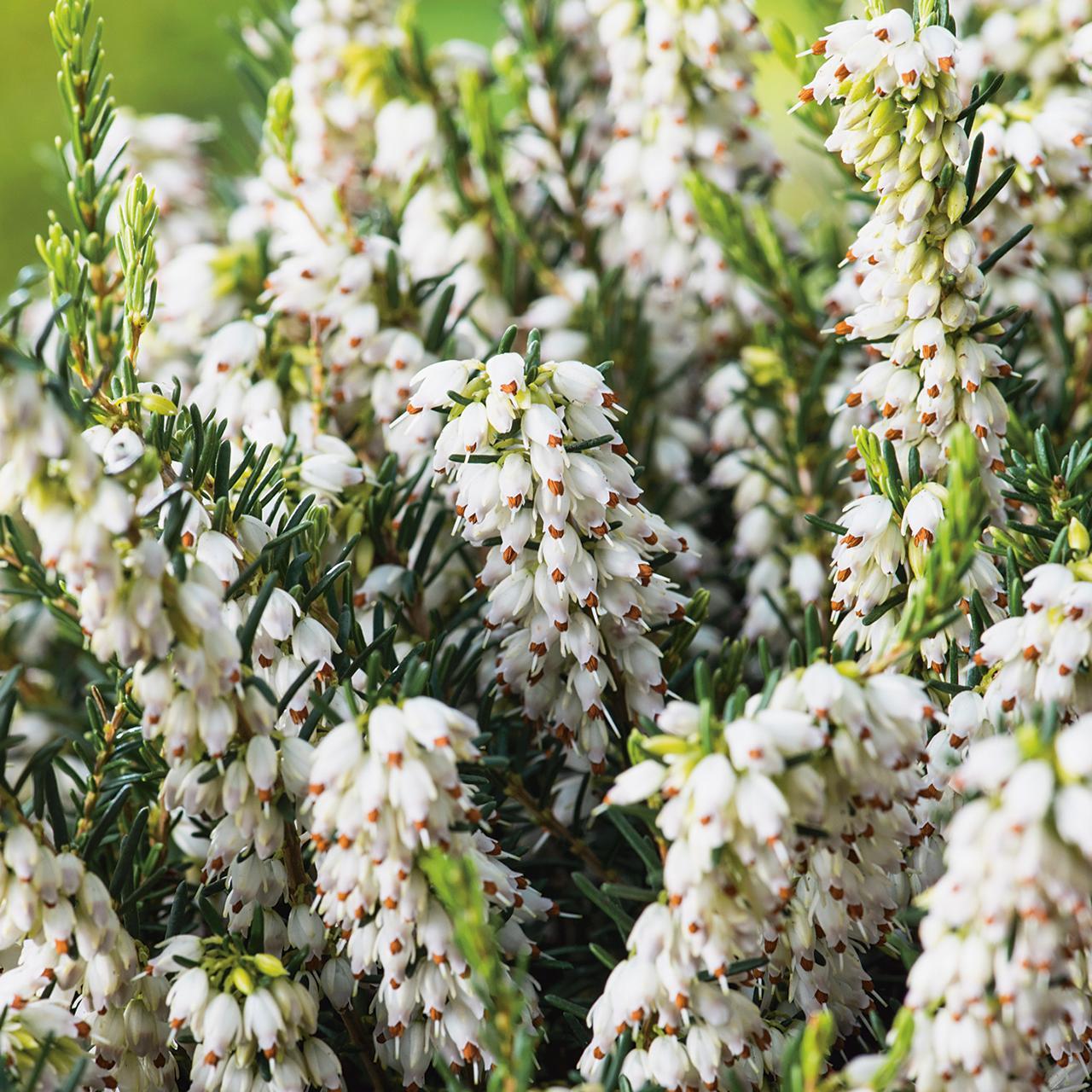 Erica darleyensis f. albiflora 'White Perfection'
